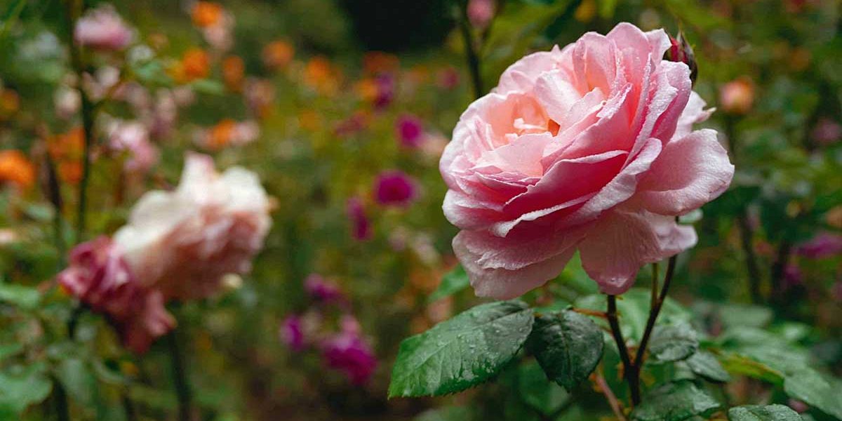 rosier chaleur