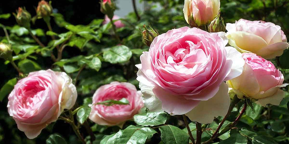rosier sans pucerons