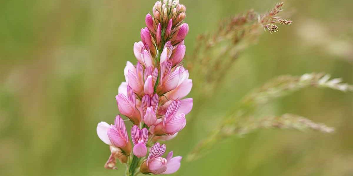 sainfoin