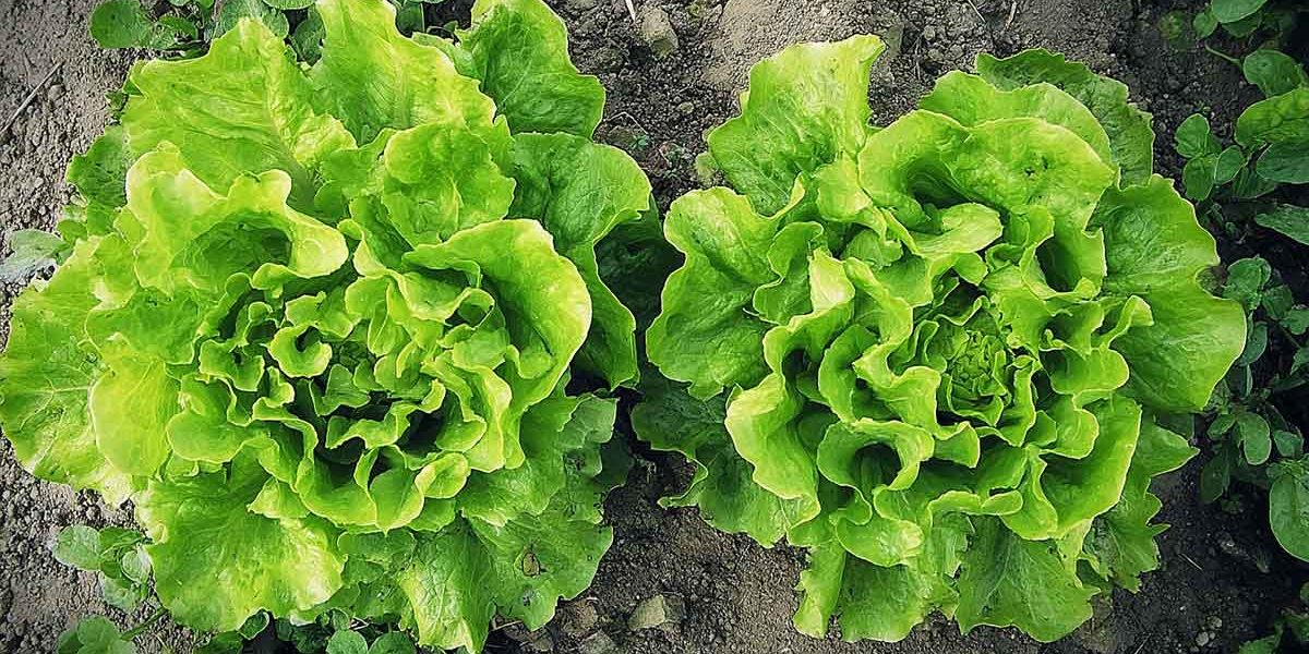 salade jardin