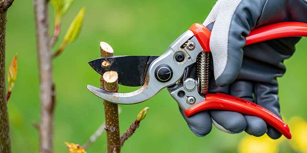 secateur