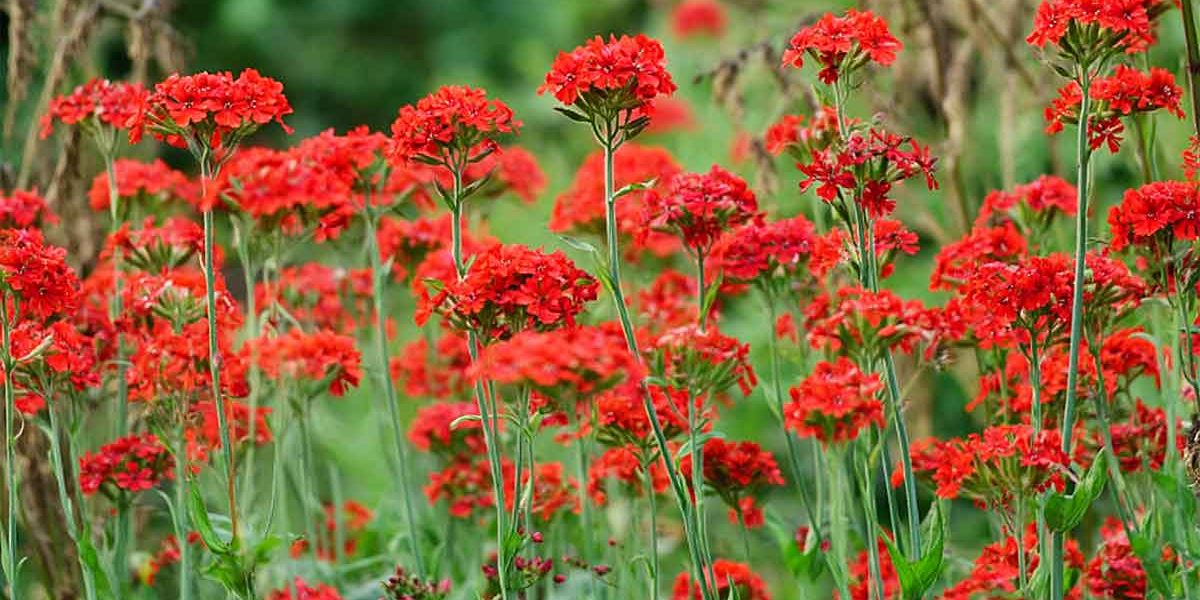 silene