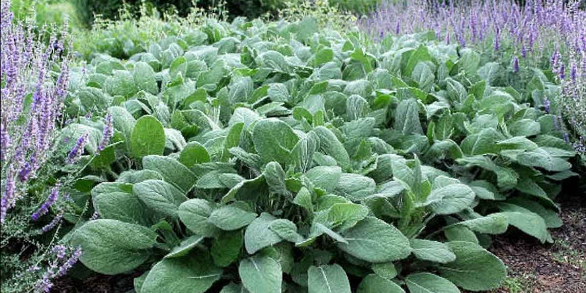 stachys