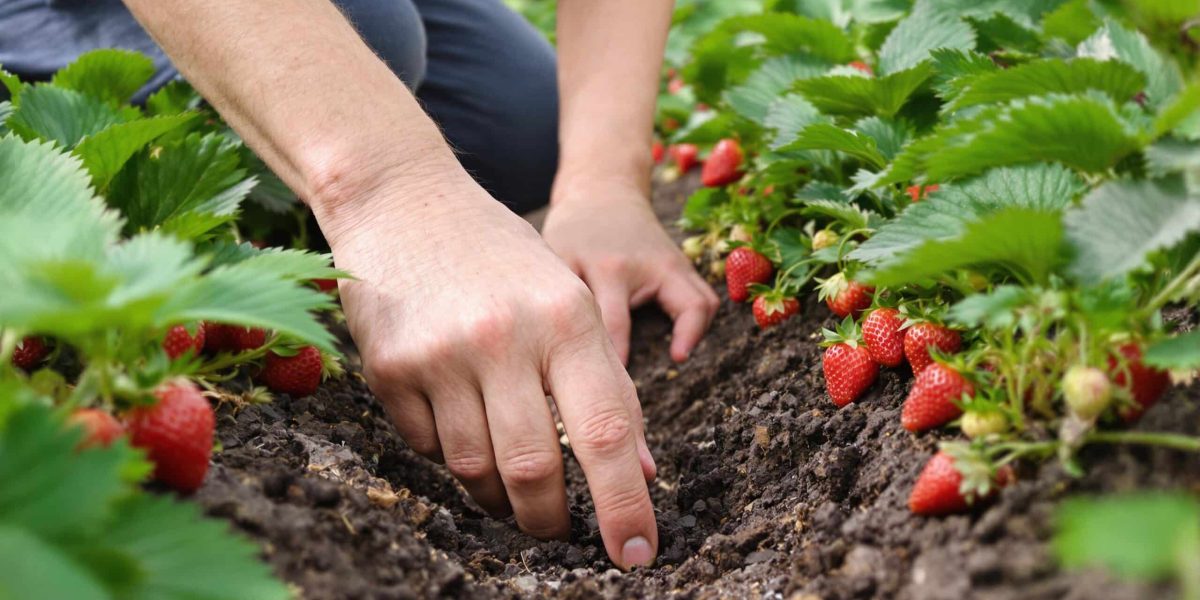 fraise d'été