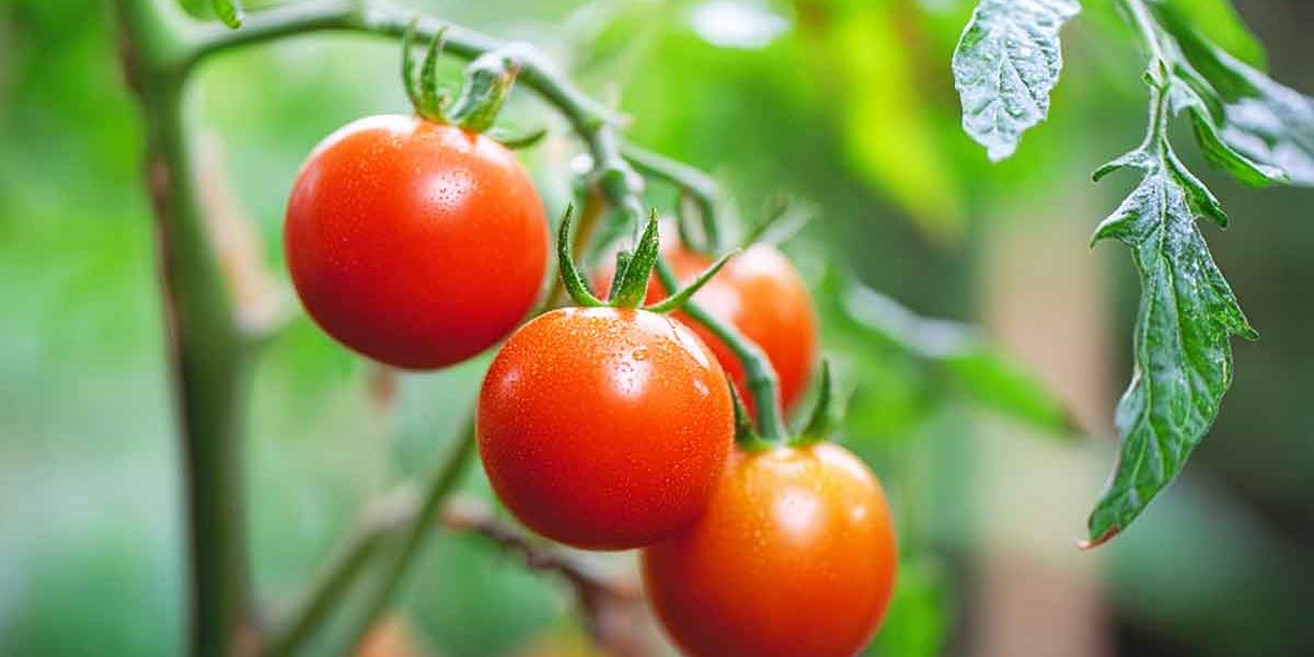 tomates au jardin