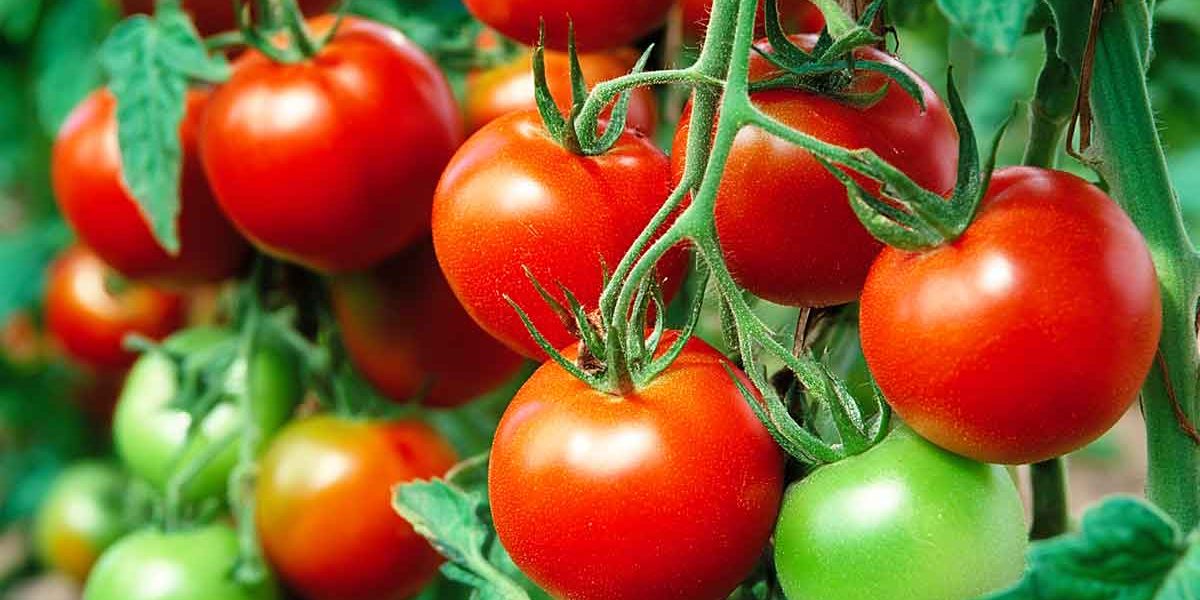 tomates rustiques