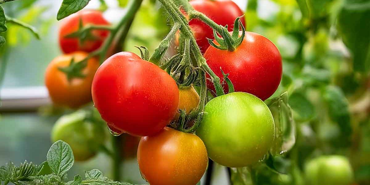 tomates sur pied