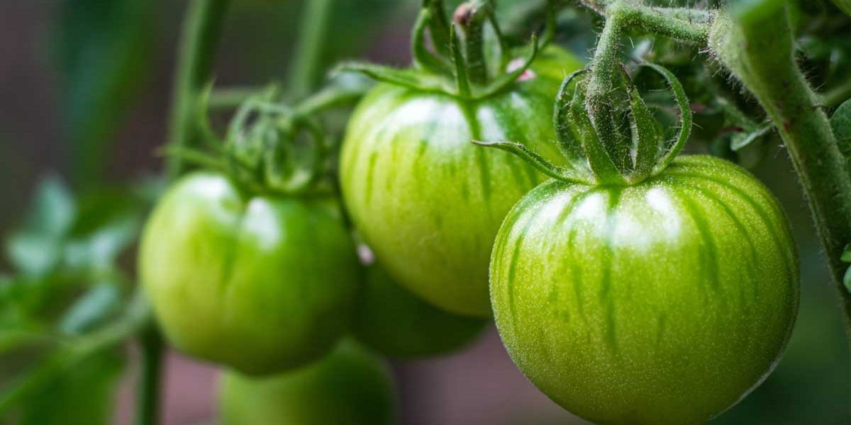 tomates vertes
