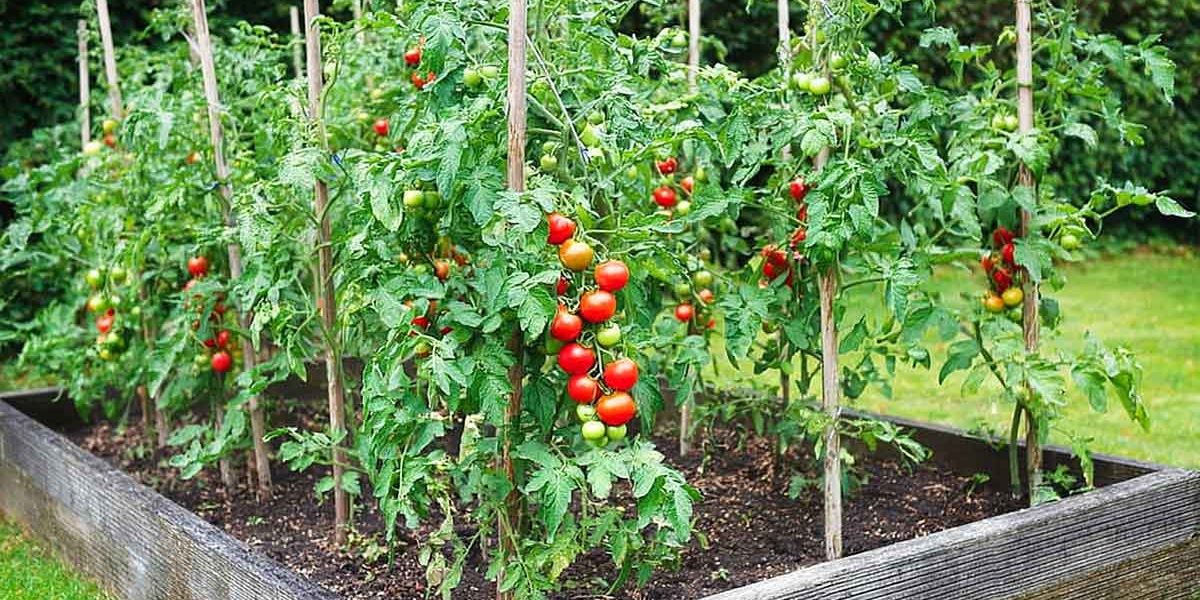 tuteurs tomates