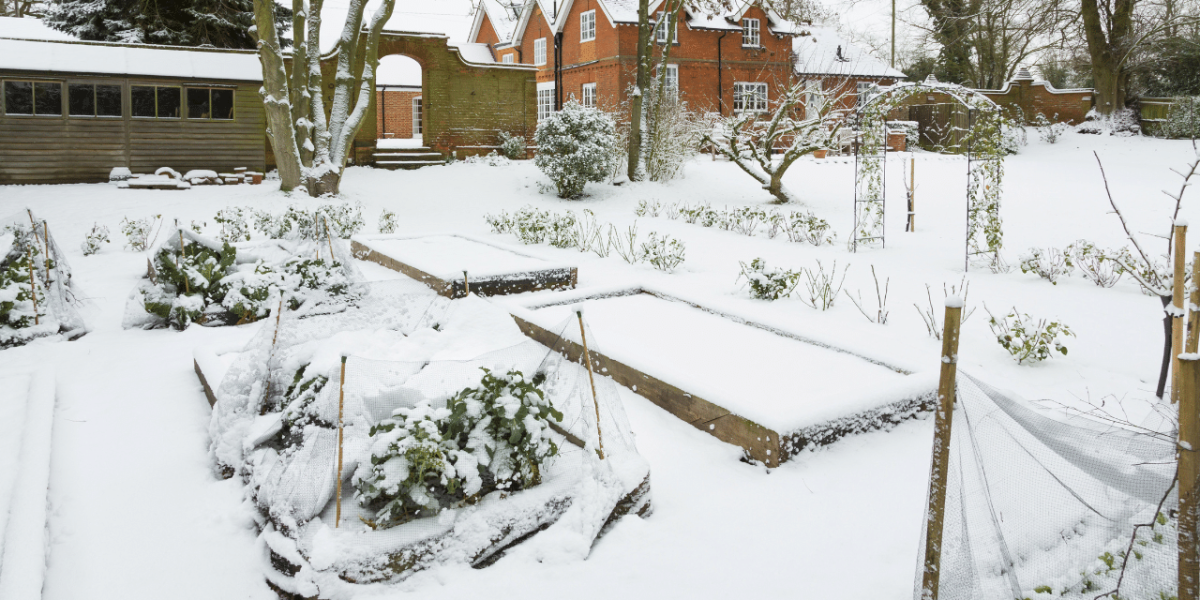 Un potager organisé en hiver