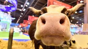 Vache exposée au Salon International de l'Agriculture