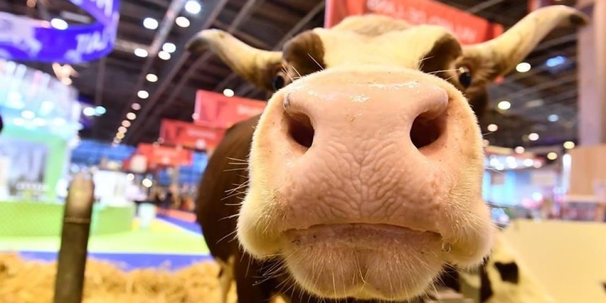 Vache exposée au Salon International de l'Agriculture