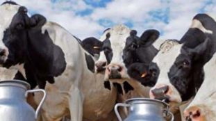 Vaches broutant dans un pré verdoyant