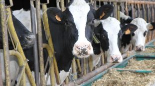 Vaches laitières dans un champ ensoleillé