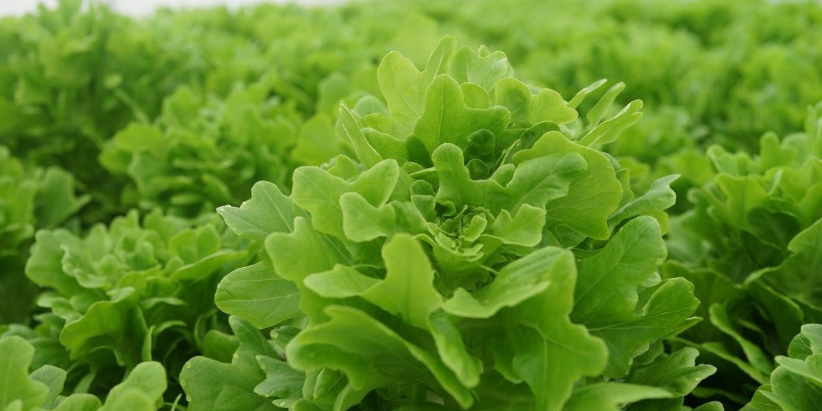 Cultivation de légumes dans un champ agricole