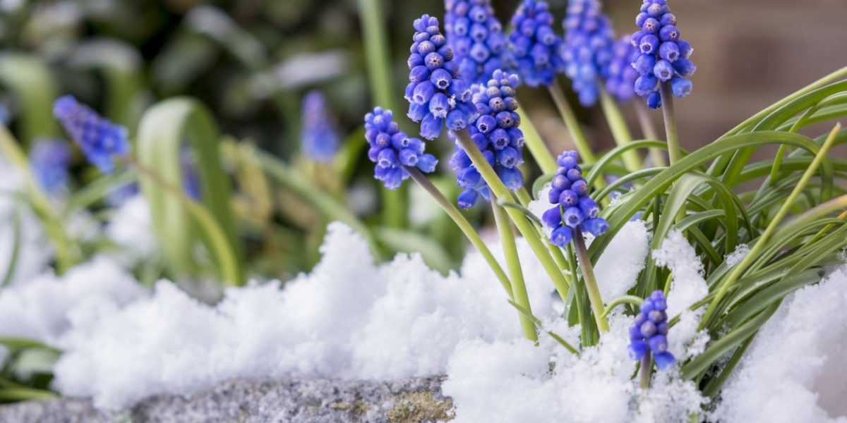 Outils professionnels pour protection contre gel du printemps