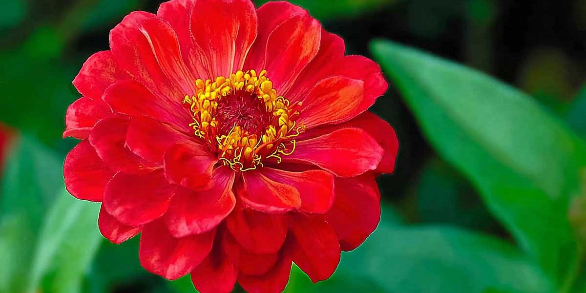zinnia